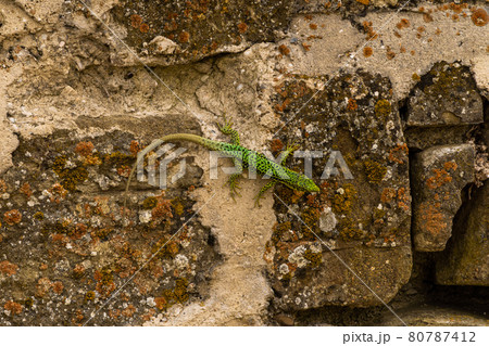 The Republic of Crimea. July 12, 2021. A bright multicolored mountain lizard crawls along the walls of the ruins of an ancient Genoese fortress in Sudak. 80787412