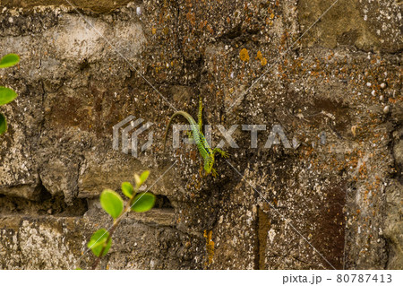 The Republic of Crimea. July 12, 2021. A bright multicolored mountain lizard crawls along the walls of the ruins of an ancient Genoese fortress in Sudak. 80787413