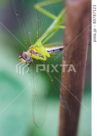 トンボを捕食しているカマキリの写真素材 [80787523] - PIXTA