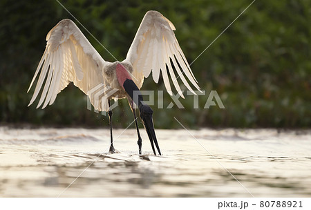 Close up of Jabiru catching fish in a river Close up of Jabiru catching fish in a river 80788921