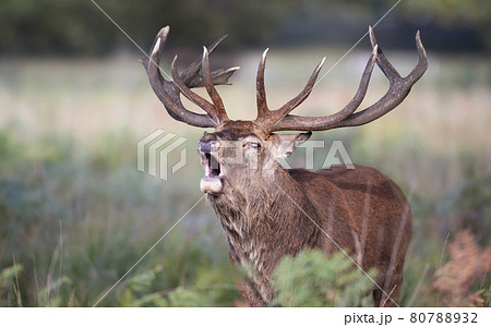 Portrait of a red deer stag calling 80788932