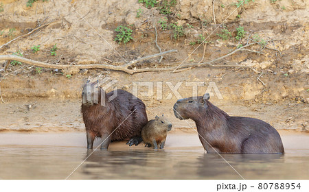 Family of Capybaras on a river bank Family of Capybaras on a river bank 80788954