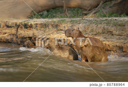 Group of Capybaras on a river bank Group of Capybaras on a river bank 80788964