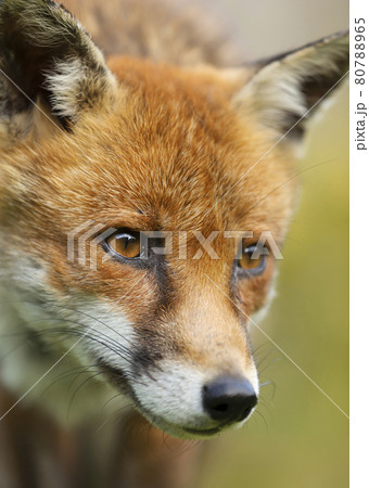 Portrait of a red fox in summer 80788965