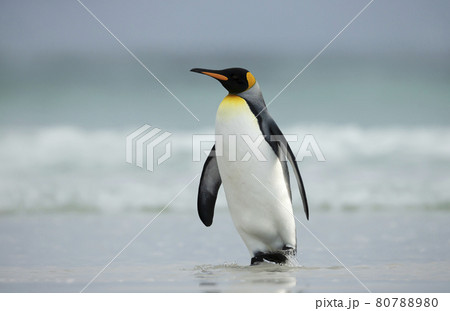 King penguin walking on a sandy beach 80788980