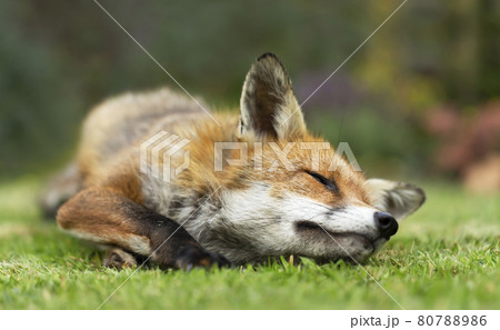 Close up of a red fox sleeping on green grass 80788986