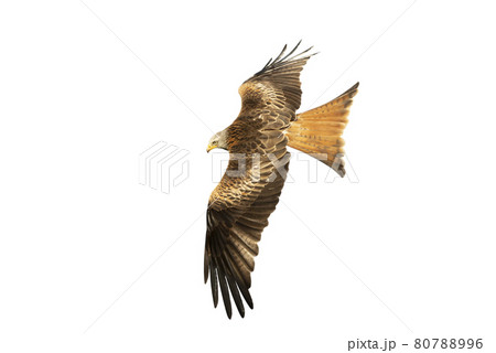 Red kite in flight against clear white background 80788996