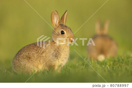 Cute little rabbit sitting in grass in spring Cute little rabbit sitting in grass in spring 80788997