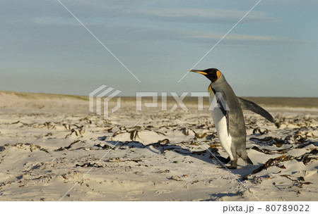 King penguin walking on a sandy beach 80789022