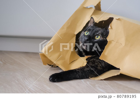 Cute calico cat lying in brown paper grocery bag and looking around 80789195