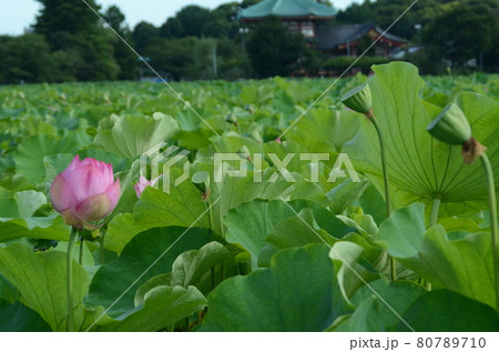 夏の上野不忍池の蓮 夏の上野不忍池の蓮 80789710