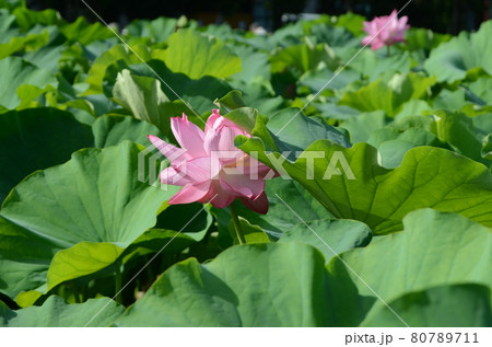 夏の上野不忍池の蓮 80789711