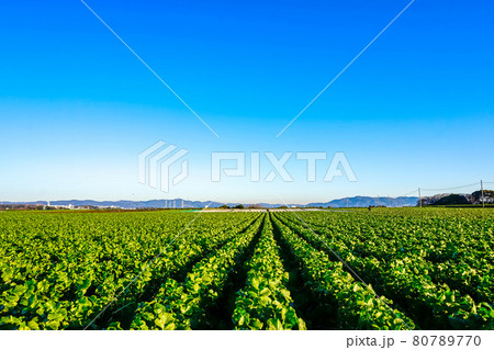 朝陽に照らされる畑 80789770