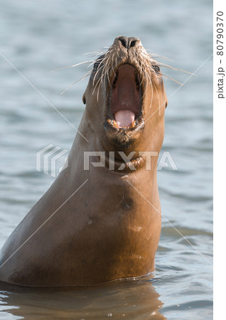 Sea lion,female, Patagonia Sea lion,female, Patagonia 80790370
