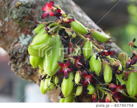 MALACCA, MALAYSIA -OCTOBER 16, 2016: Averrhoa bilimbi commonly known belimbing buluh used by people at southeast Asia as a culinary spice and as a flavor enhancer to sour dishes. MALACCA, MALAYSIA -OCTOBER 16, 2016: Averrhoa bilimbi commonly known belimbing buluh used by people at southeast Asia as a culinary spice and as a flavor enhancer to sour dishes. 80790708