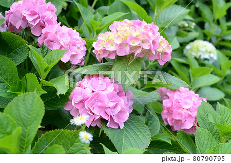 花の風景あじさい 花の風景あじさい 80790795