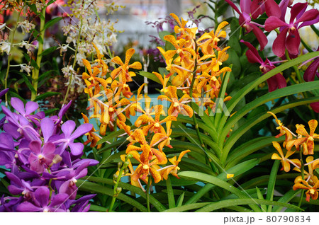 SEREMBAN, MALAYSIA -OCTOBER 01, 2016: Tropical orchids in plants nursery. 80790834