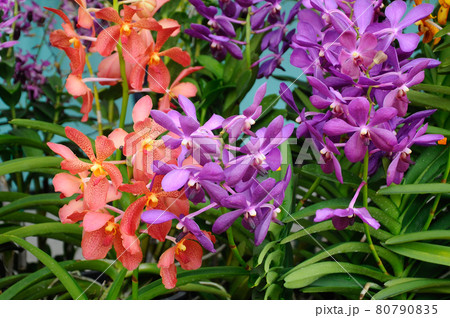 SEREMBAN, MALAYSIA -OCTOBER 01, 2016: Tropical orchids in plants nursery. 80790835