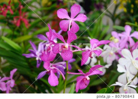 SEREMBAN, MALAYSIA -OCTOBER 01, 2016: Tropical orchids in plants nursery. SEREMBAN, MALAYSIA -OCTOBER 01, 2016: Tropical orchids in plants nursery. 80790843
