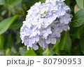 初夏の花あじさい 80790953