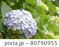 初夏の花あじさい 80790955