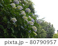 初夏の花あじさい 80790957