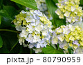 初夏の花あじさい 80790959
