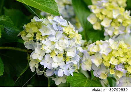 初夏の花あじさい 初夏の花あじさい 80790959