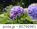 初夏の花あじさい 80790961