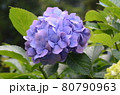 初夏の花あじさい 80790963