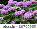 初夏の花あじさい 80790965