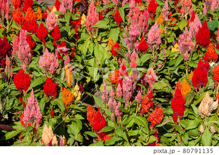 満開に咲く赤とピンクのケイトウの花畑の写真素材