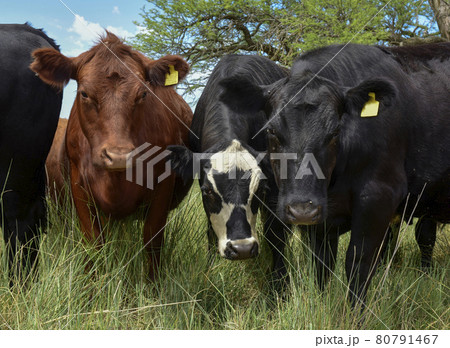 Steers fed on pasture, La Pampa, Argentina 80791467