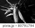 とうもろこし 80791794