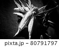 とうもろこし 80791797