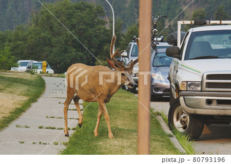 オジロジカがジャスパ－を闊歩する様子　　ジャスパ－　アルバ－タ　カナダ　 80793196