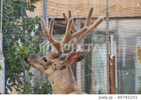 オジロジカのポートレ-ト ジャスパ- アルバ-タ カナダ オジロジカのポートレ-ト ジャスパ- アルバ-タ カナダ 80793201
