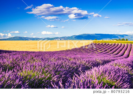 Valensole lavender field in Provence, France 80793216