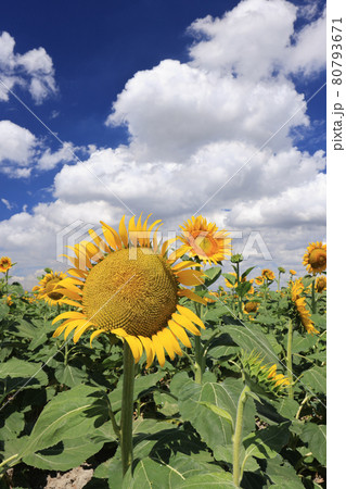 真夏の空とひまわりの花 岡山県笠岡市笠岡ベイファーム 真夏の空とひまわりの花 岡山県笠岡市笠岡ベイファーム 80793671