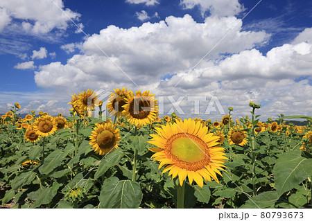 真夏の空とひまわりの花 岡山県笠岡市笠岡ベイファーム 真夏の空とひまわりの花 岡山県笠岡市笠岡ベイファーム 80793673