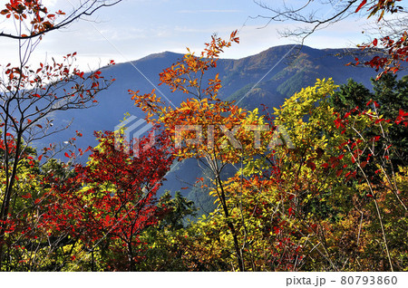奥武蔵　大ヨケノ頭の紅葉と棒ノ嶺を望む 80793860