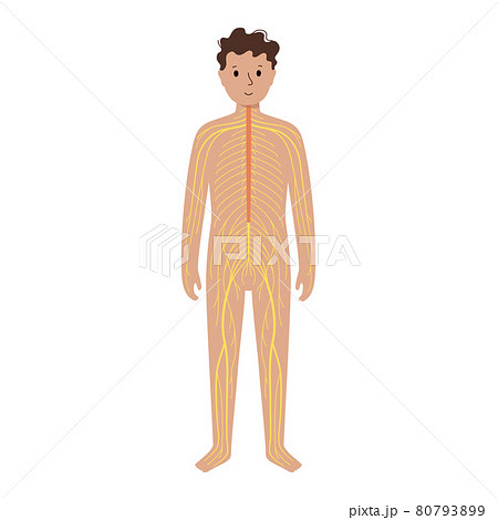Human nervous system Human nervous system 80793899