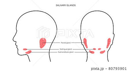 Salivary gland concept 80793901