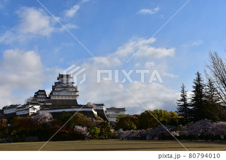 日本の兵庫県の姫路市　世界遺産で国宝でもある姫路城　春の桜と青空と立派な天守閣 80794010