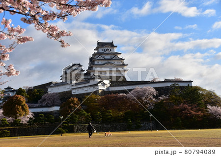 日本の兵庫県の姫路市 世界遺産の姫路城 春の桜と青空と立派な天守閣 広場で犬を散歩させる日本人の写真素材