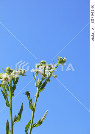 ハルジオンの花と青空 80794146