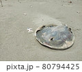 海 80794425