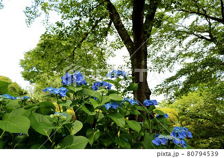 梅雨時爽やかに咲くアジサイの花　風景 80794539