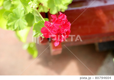 ゼラニュウムの花 ゼラニュウムの花 80794604