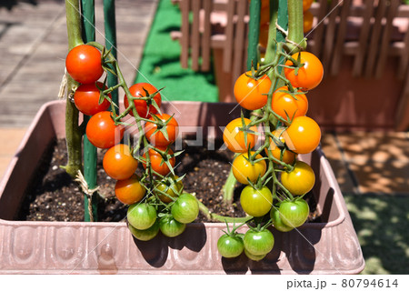 家庭菜園 プランターでオシャレに2色のピカピカ光るミニトマトの写真素材
